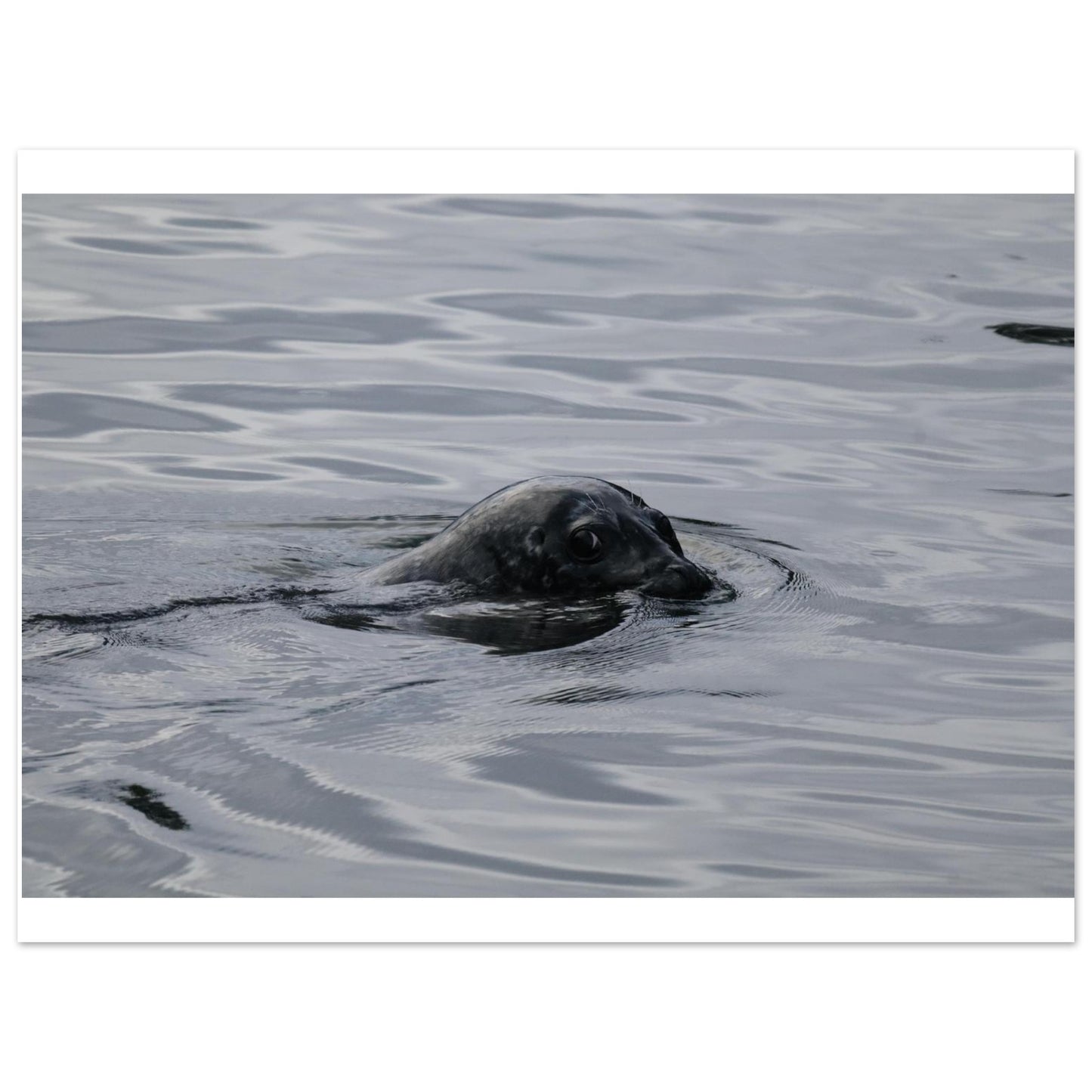 8cff51b0-2b95-4a5c-b754-78de447dd437