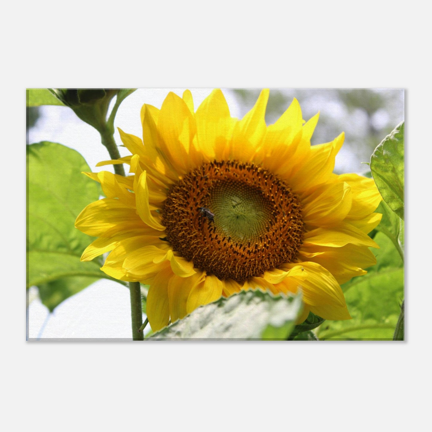 8f345568-c4e5-49fd-9106-c1a3b3c0982b