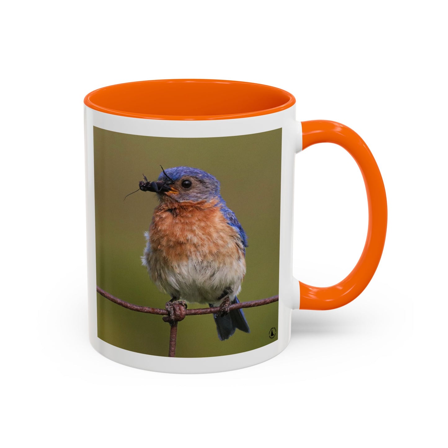 Bluebird Photo Coffee Mug — Eastern Bluebird with Insect Accent Mug (11/15 oz)