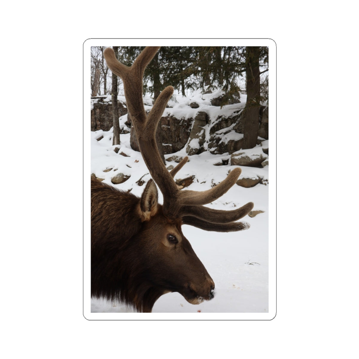 Elk Antler Photo Sticker – Winter Wildlife Kiss-Cut Sticker