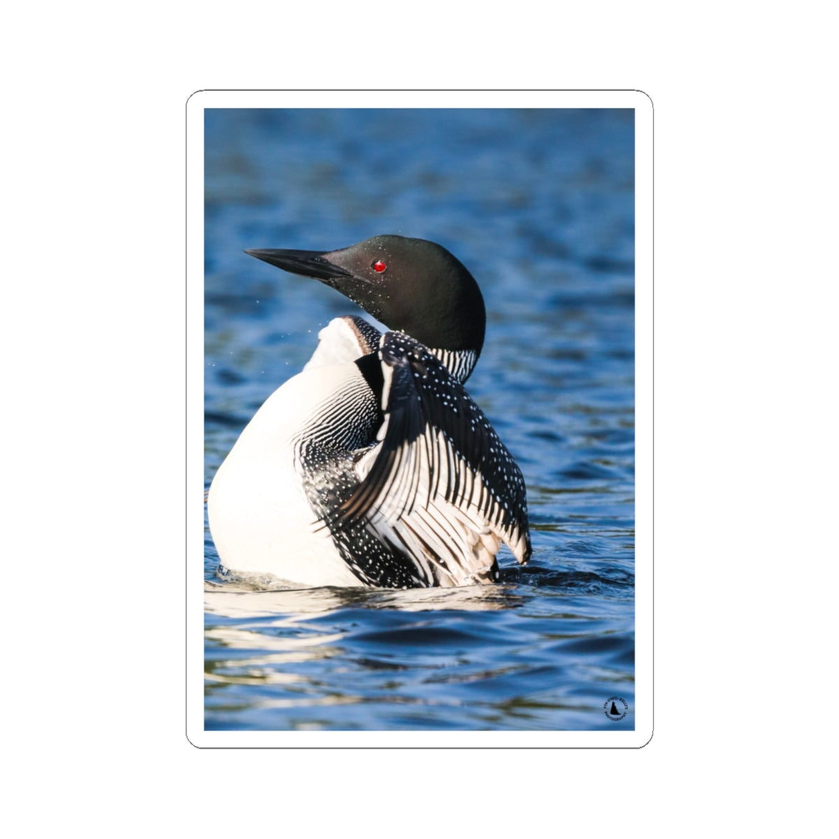 Common Loon Kiss-Cut Sticker — Realistic Loon Photo Waterproof Sticker for Nature Lovers