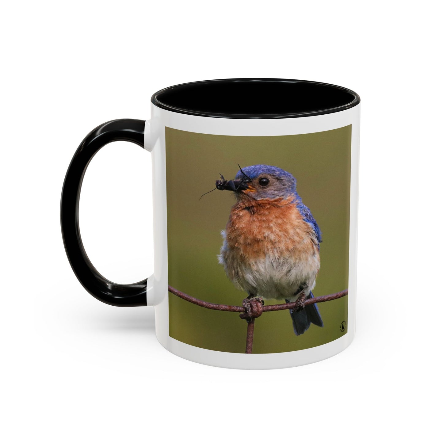 Bluebird Photo Coffee Mug — Eastern Bluebird with Insect Accent Mug (11/15 oz)