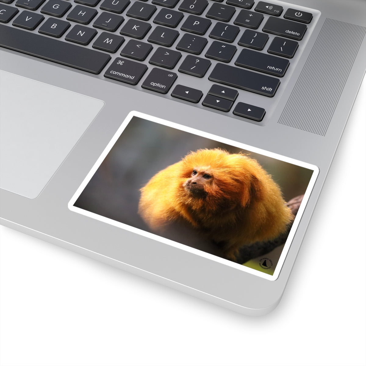 Golden Lion Tamarin Sticker — Cute Tropical Monkey Laptop Decal