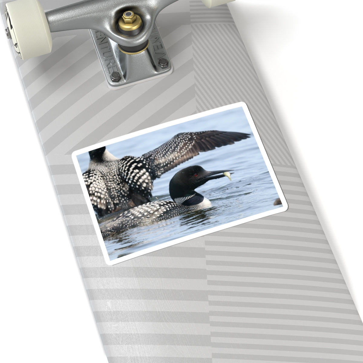 Common Loon Kiss-Cut Sticker — Realistic Waterfowl Photo Decal for Laptops, Water Bottles & Nature Lovers