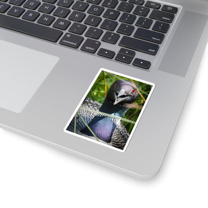 Common Loon Sticker — Realistic Bird Photo Vinyl Kiss-Cut Sticker