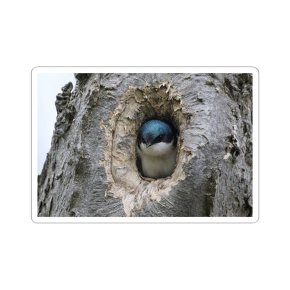 Tree Swallow Sticker — Cute Bird Peeking from Nest Decal