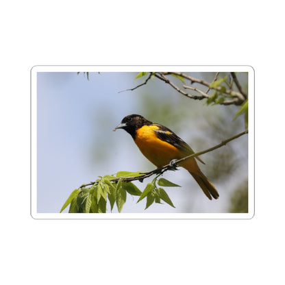 Oriole Bird Sticker — Vibrant Yellow Songbird Laptop Decal