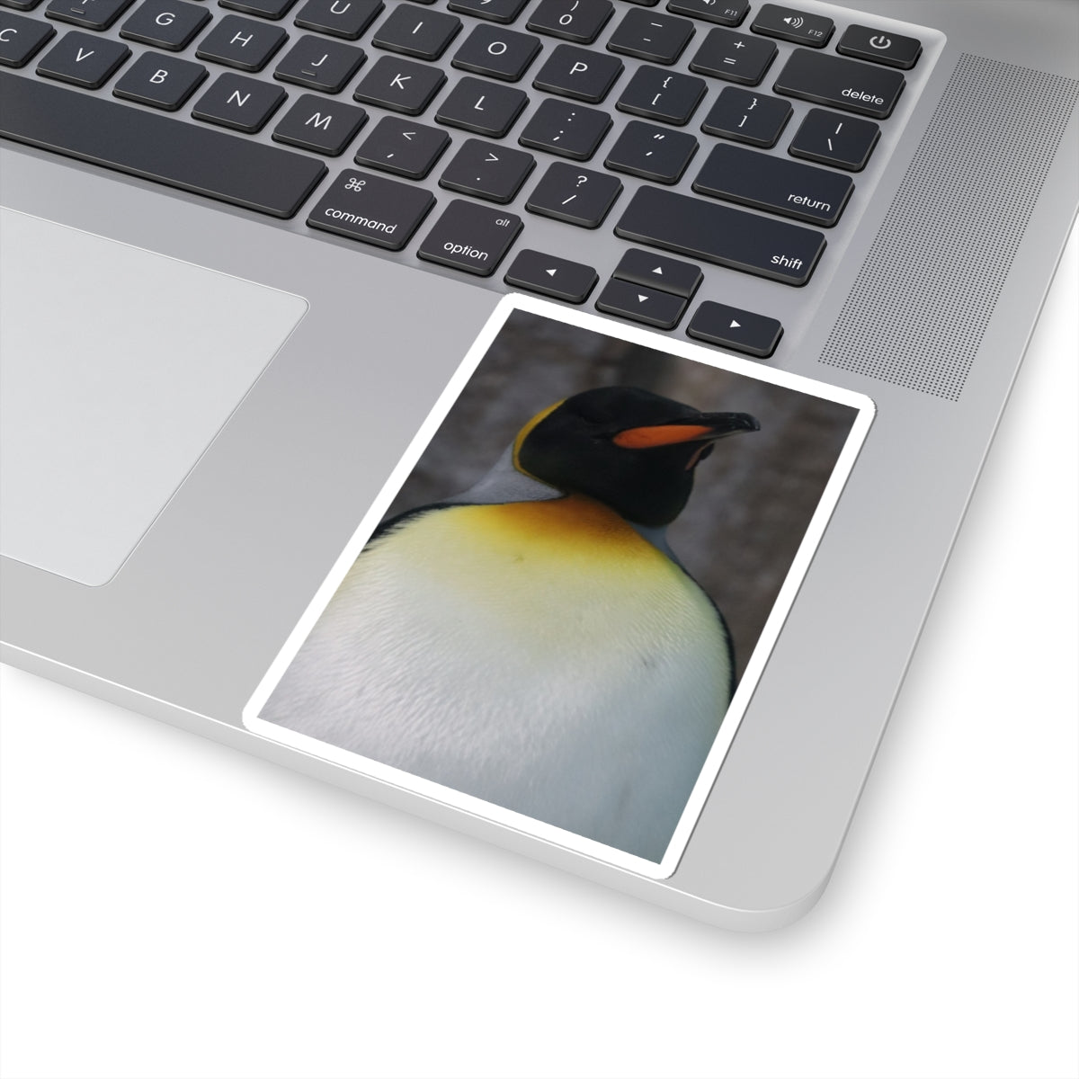 King Penguin Photo Kiss-Cut Sticker — Cute Wildlife Laptop Decal