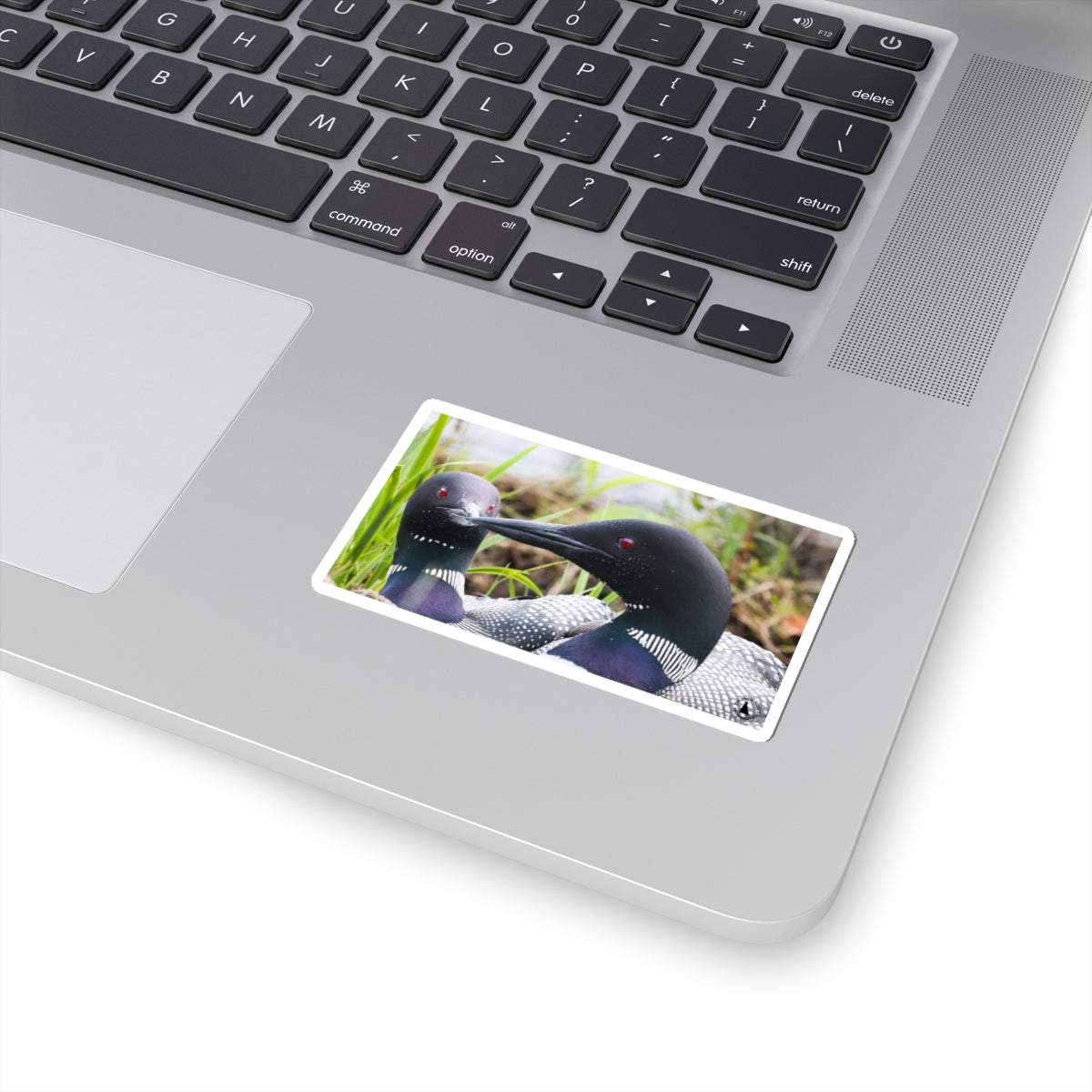 Common Loon Photo Sticker — Wildlife Kiss-Cut Decal