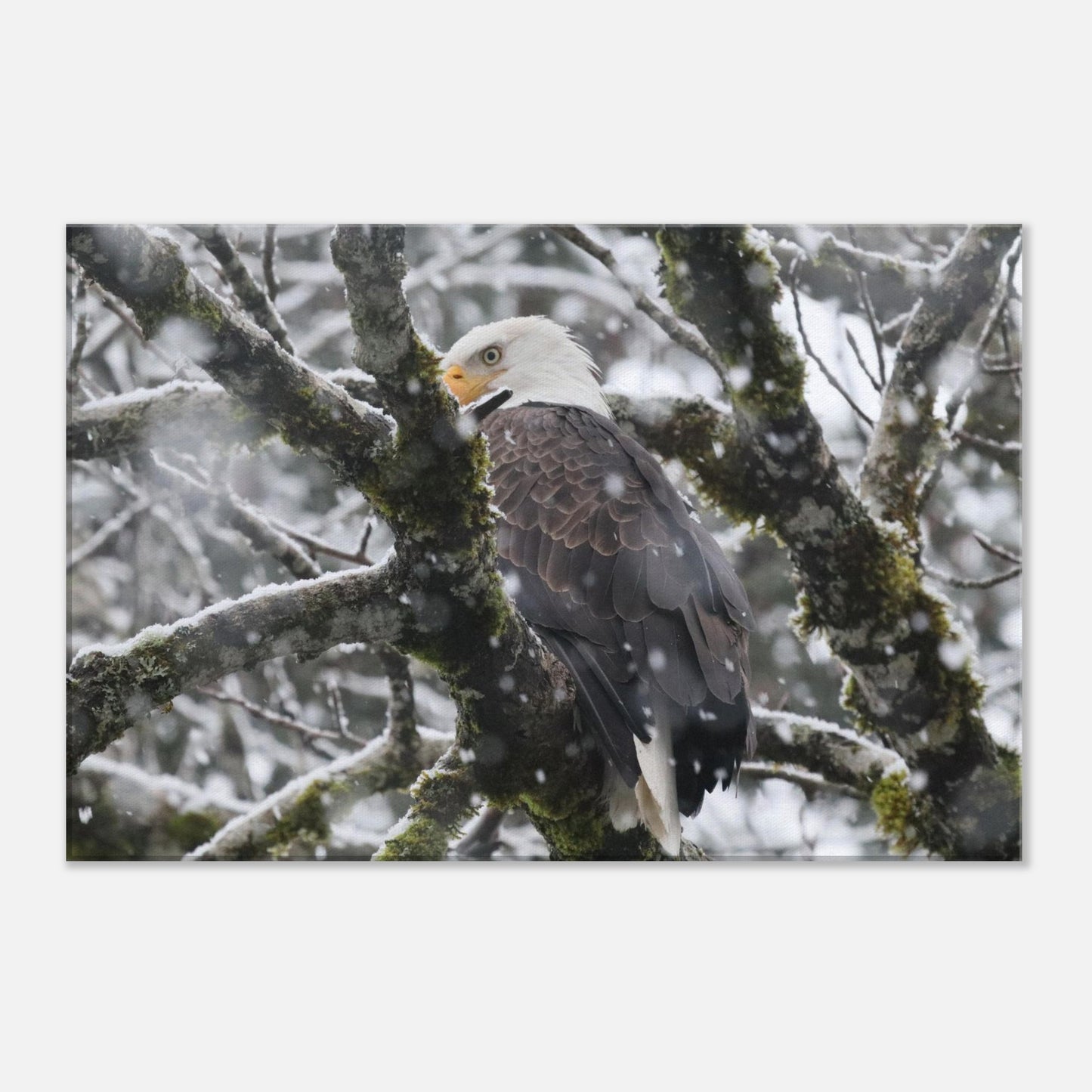 9feddb3c-0d1c-4899-8a2c-dfe554cd33ac