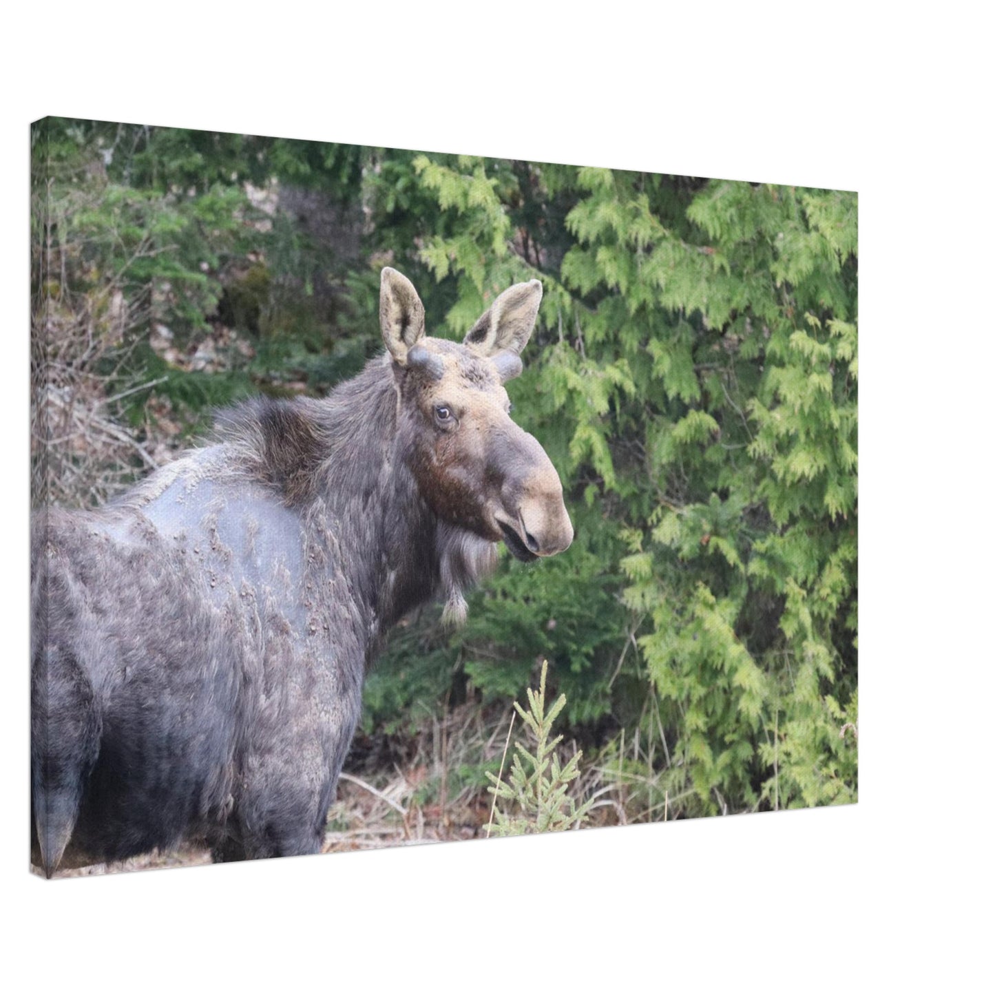 a4e03476-5f93-4e48-8b8a-7e944c9b8aa2