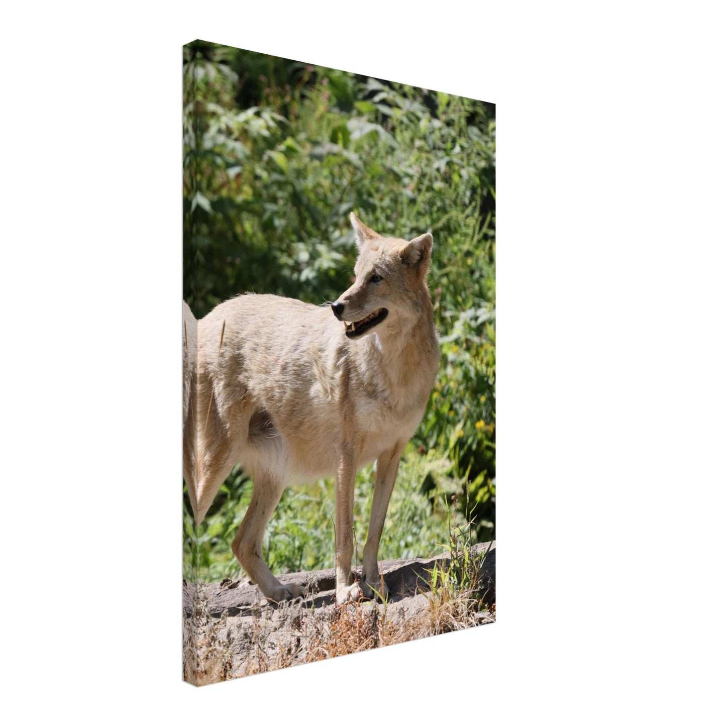 a66bdef2-2840-41fe-97db-483c4d6c07d5