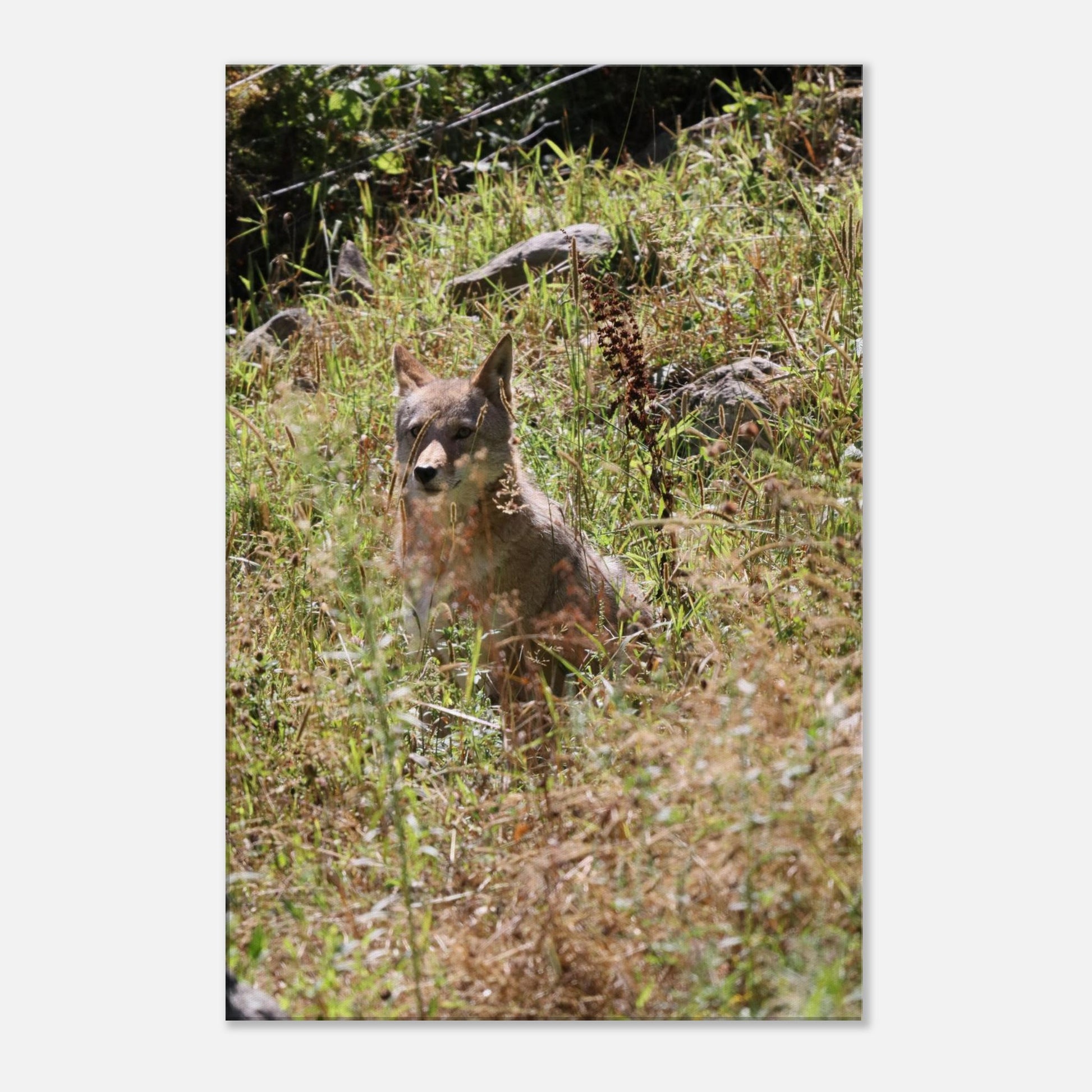 ba92bf36-7c61-425a-b0fc-b3d88a732009