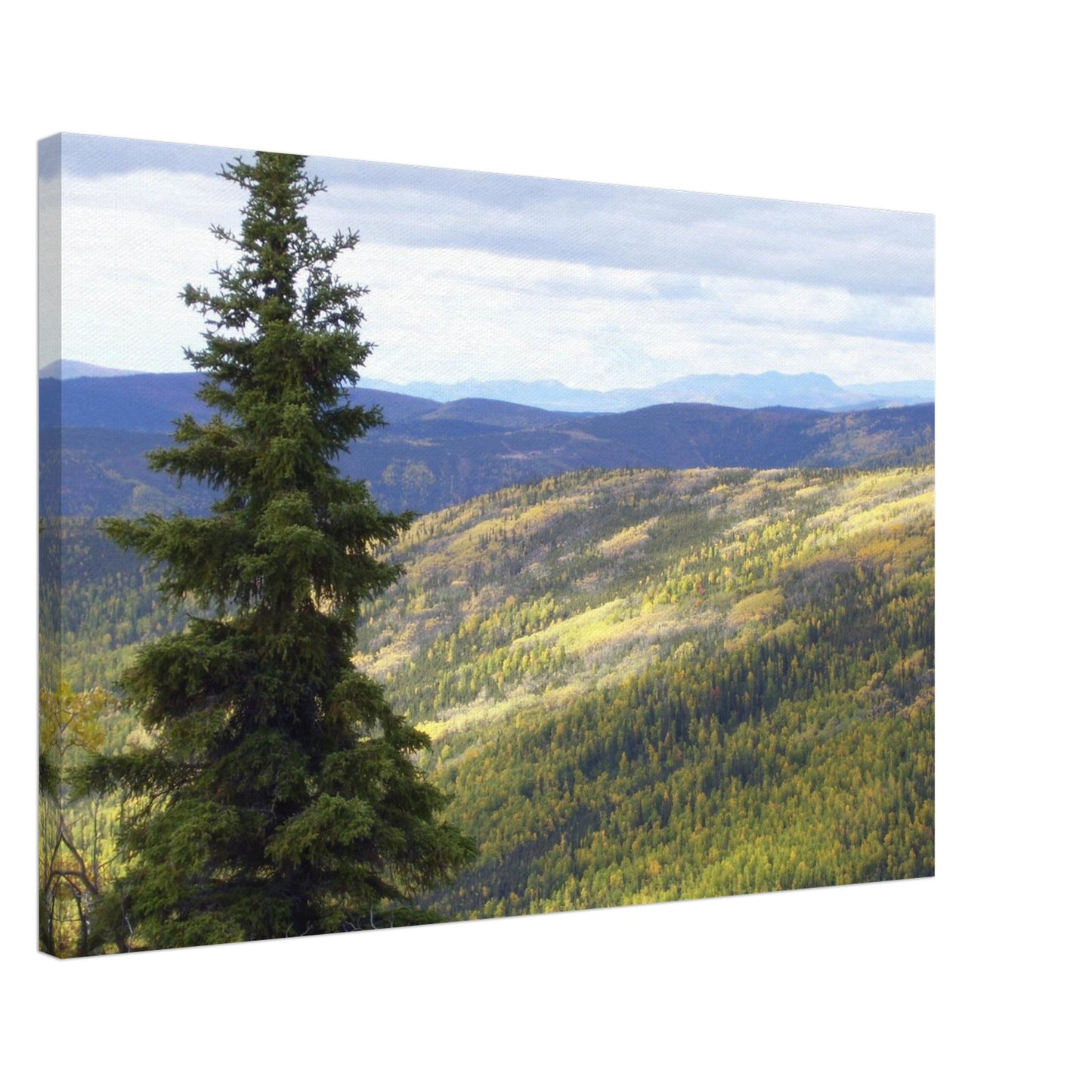 c9011cc5-bfa0-432b-936f-9e55de3756bd