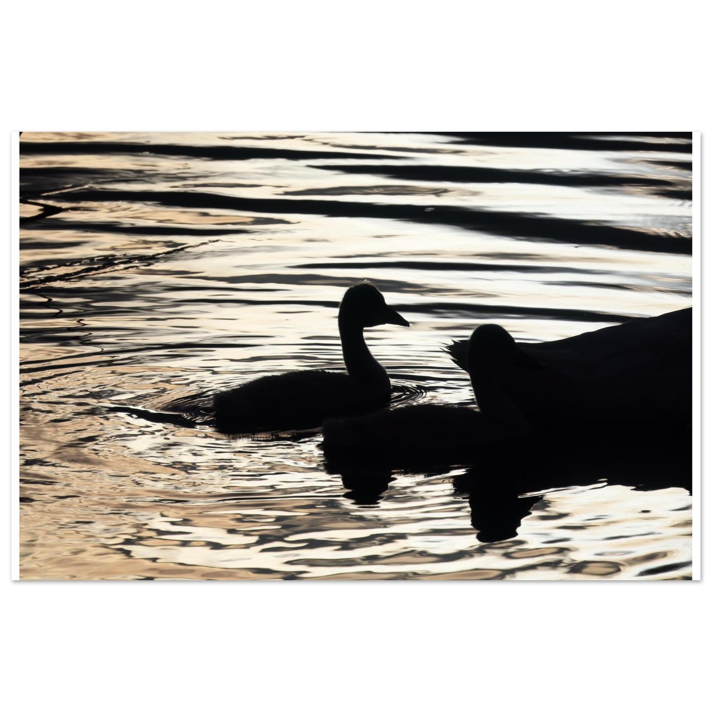 ccf54c81-c80d-4939-a457-8dff70cc68c7