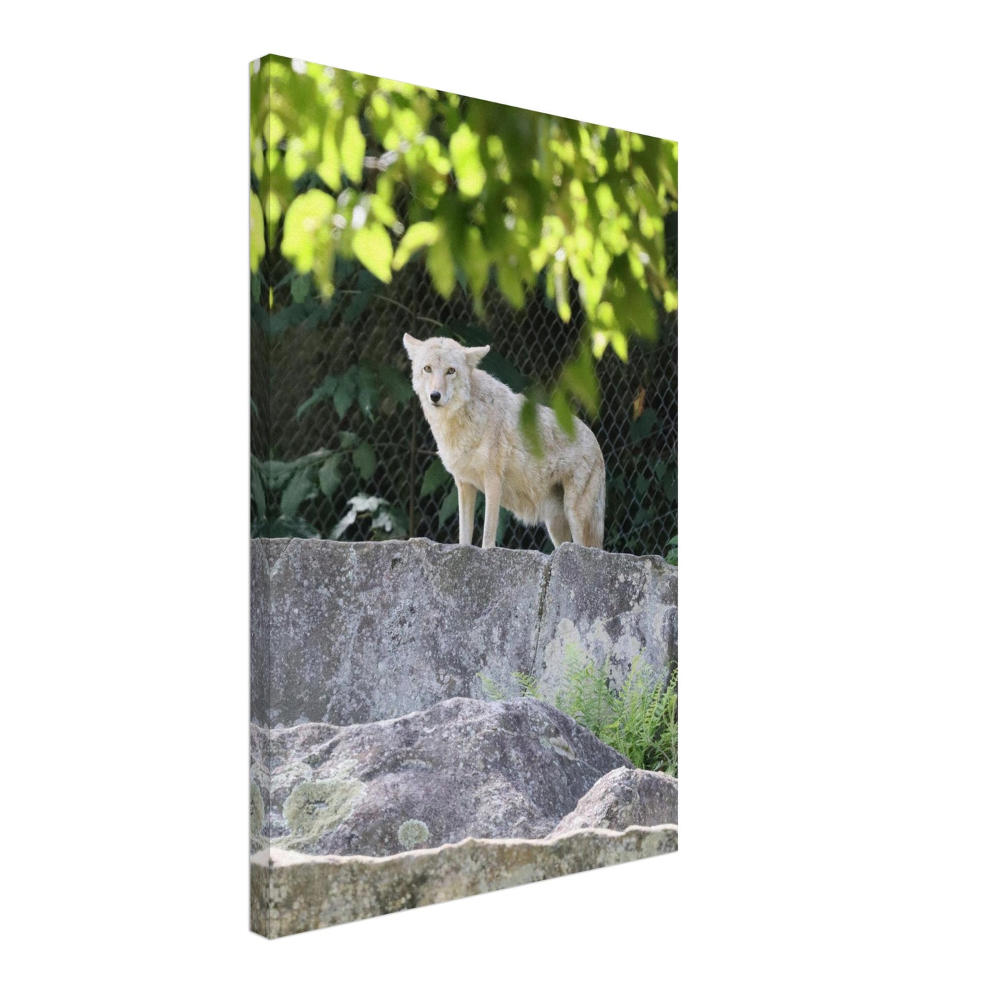 d042c02b-6d4e-42dd-bdbb-87e2e4c762ae