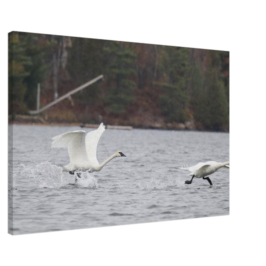 d35e8f6a-cab6-4ff6-ad90-fbb087a07ade