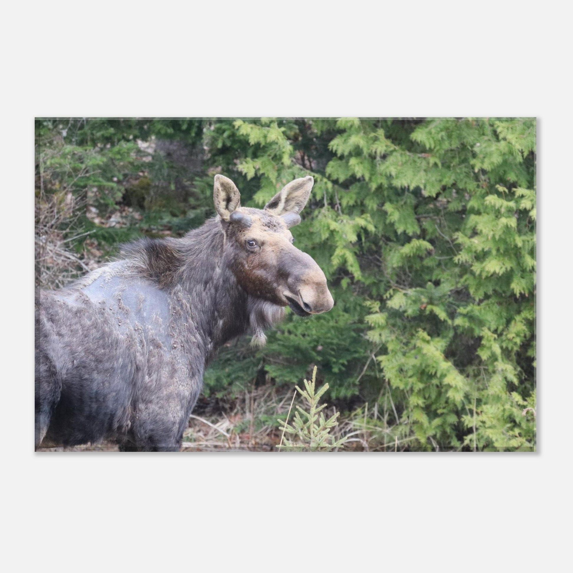 d3605378-bc4e-49c6-97ff-f0f951bb41d7