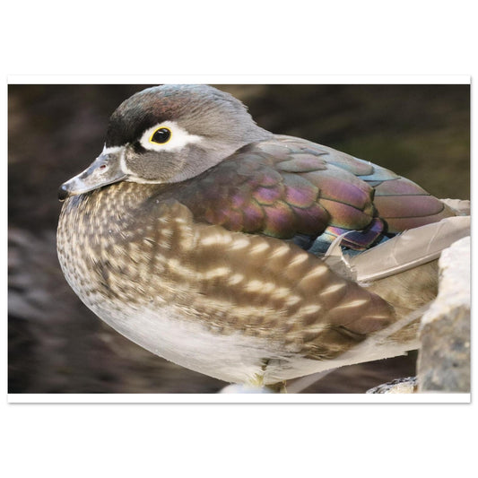 d42b7fe1-dc0e-401b-bf4b-7e2378d733eb