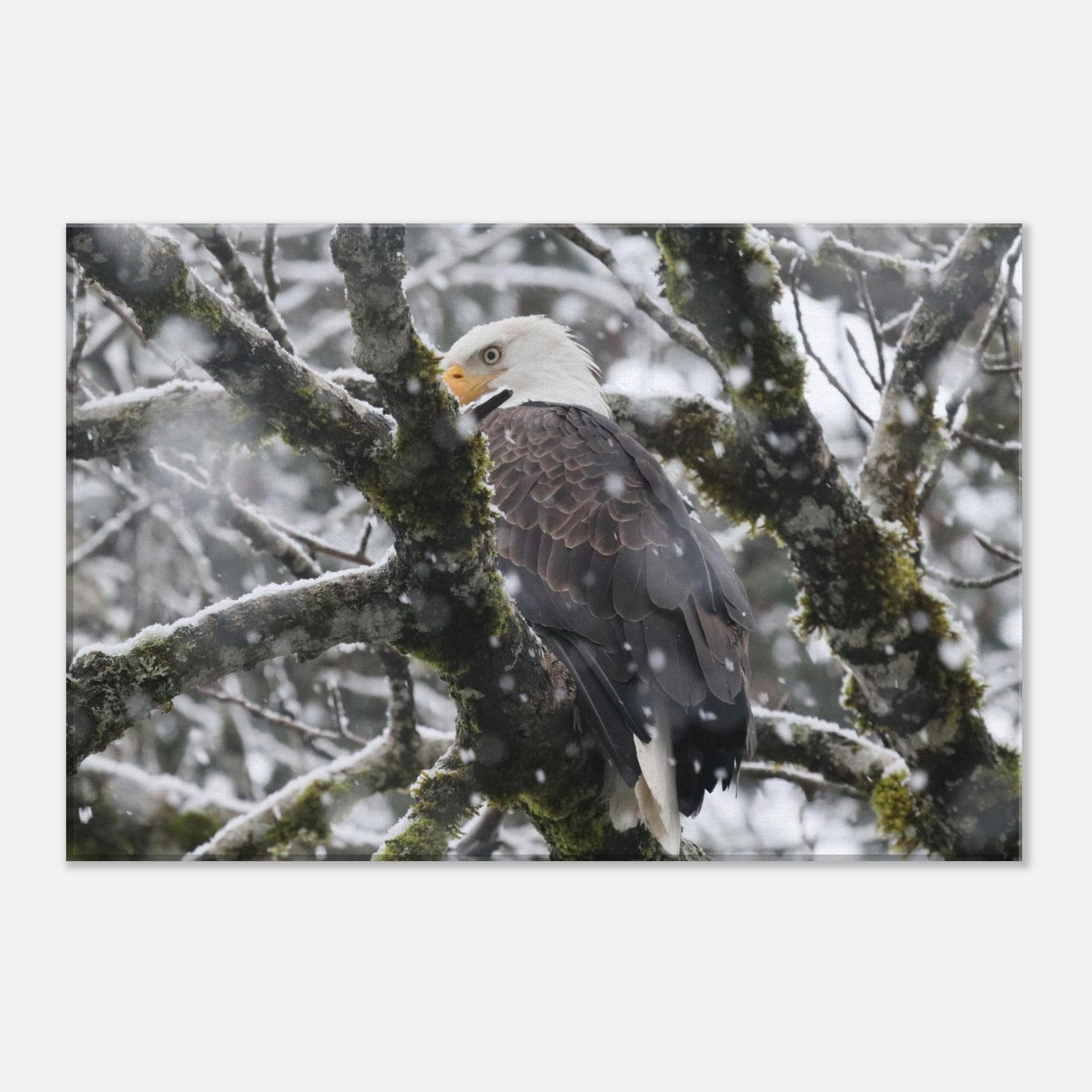 d836fe64-6e58-47dc-b99e-7a4b85074c9b