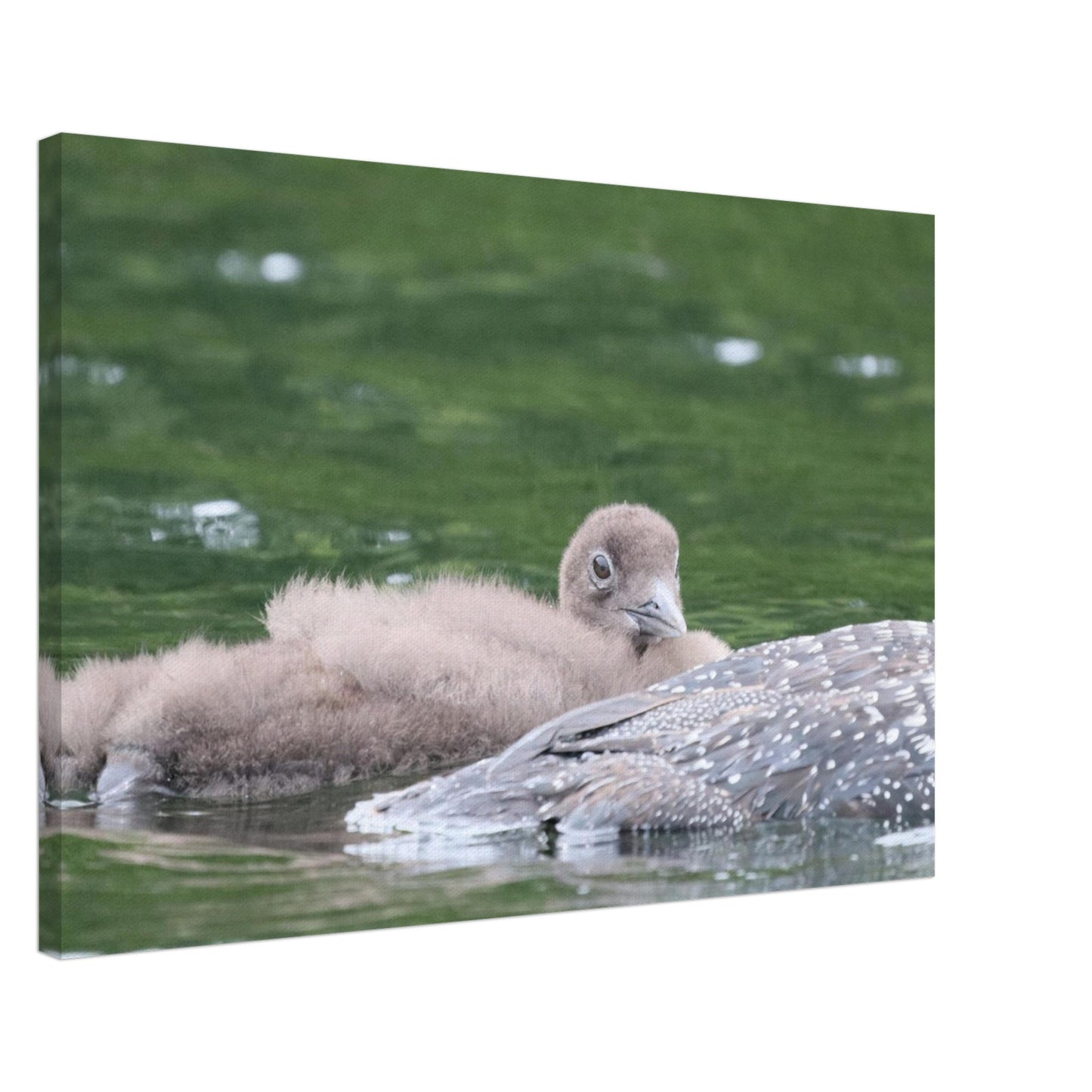 d861ecf3-3d9a-4f6b-8763-29b05599080f