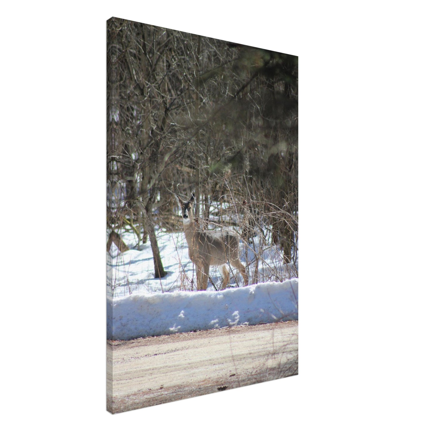 d8af83e1-1676-475d-9928-7af48c5d4b42