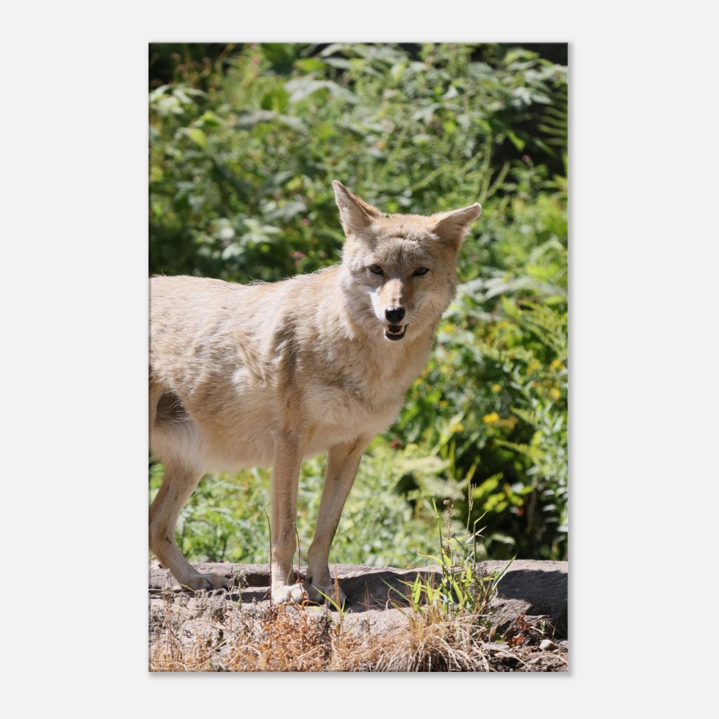 d92f1272-a8f0-417a-a2ca-c0f7110156a2