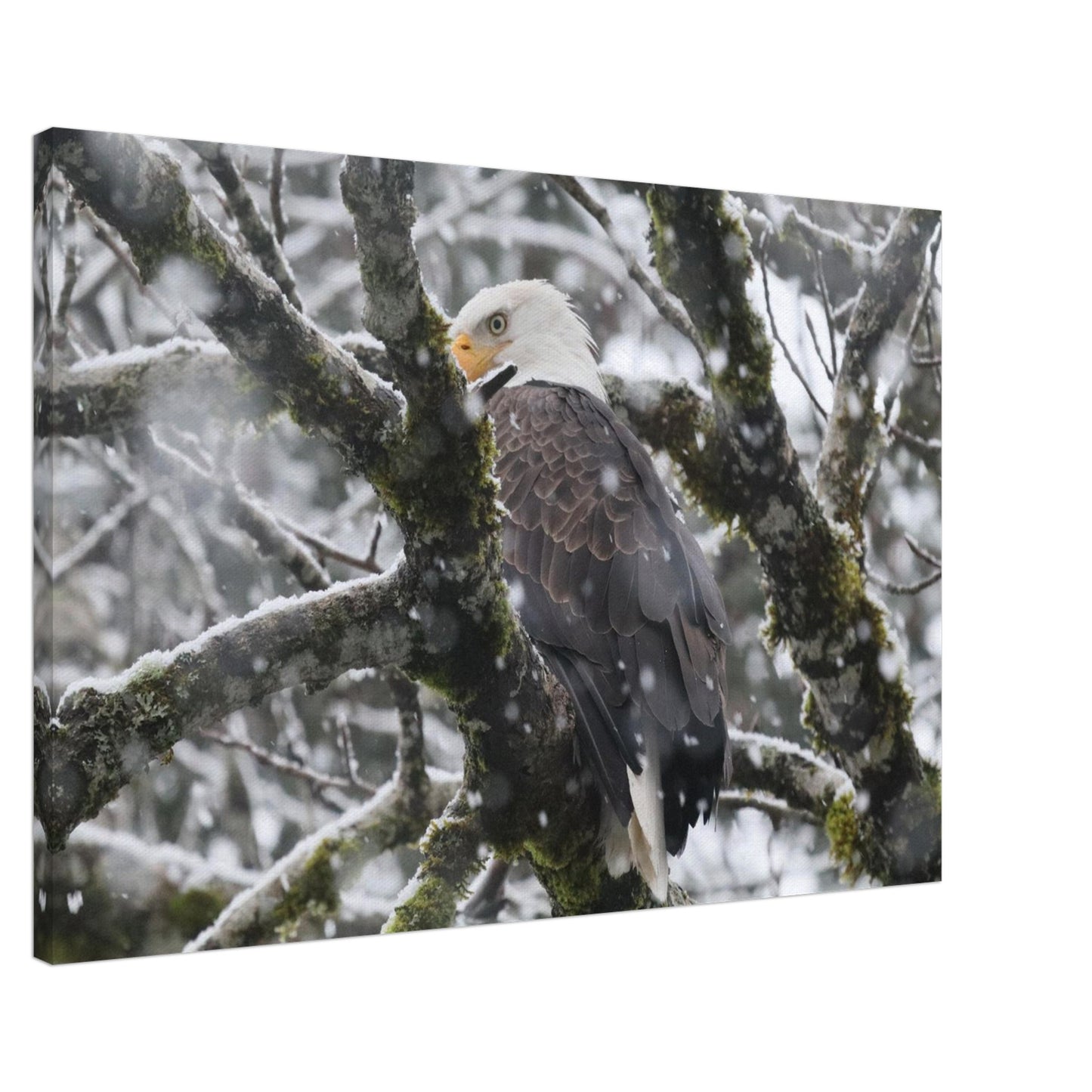 d9989933-0a04-4fbf-a78d-c2685f9401d2