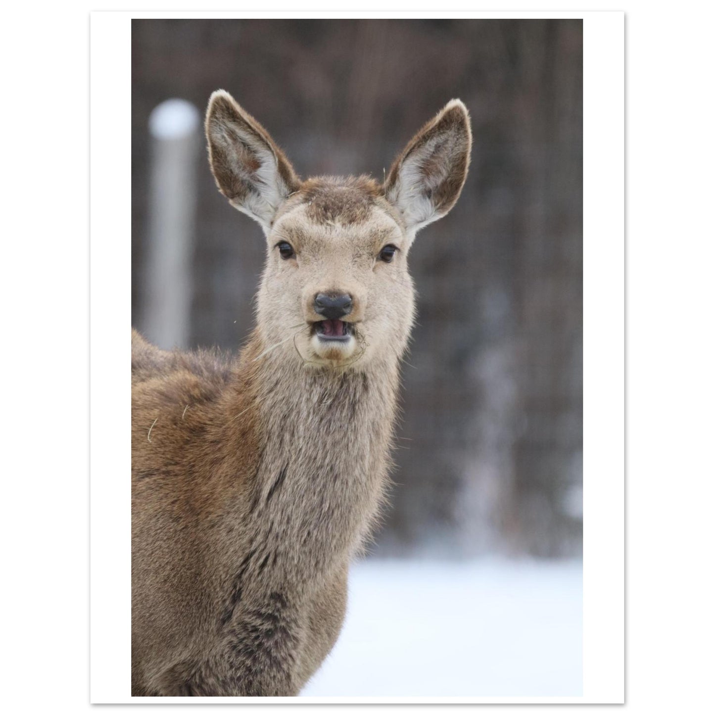 ebdbceed-c879-4b20-a1d2-6d0779dfff59