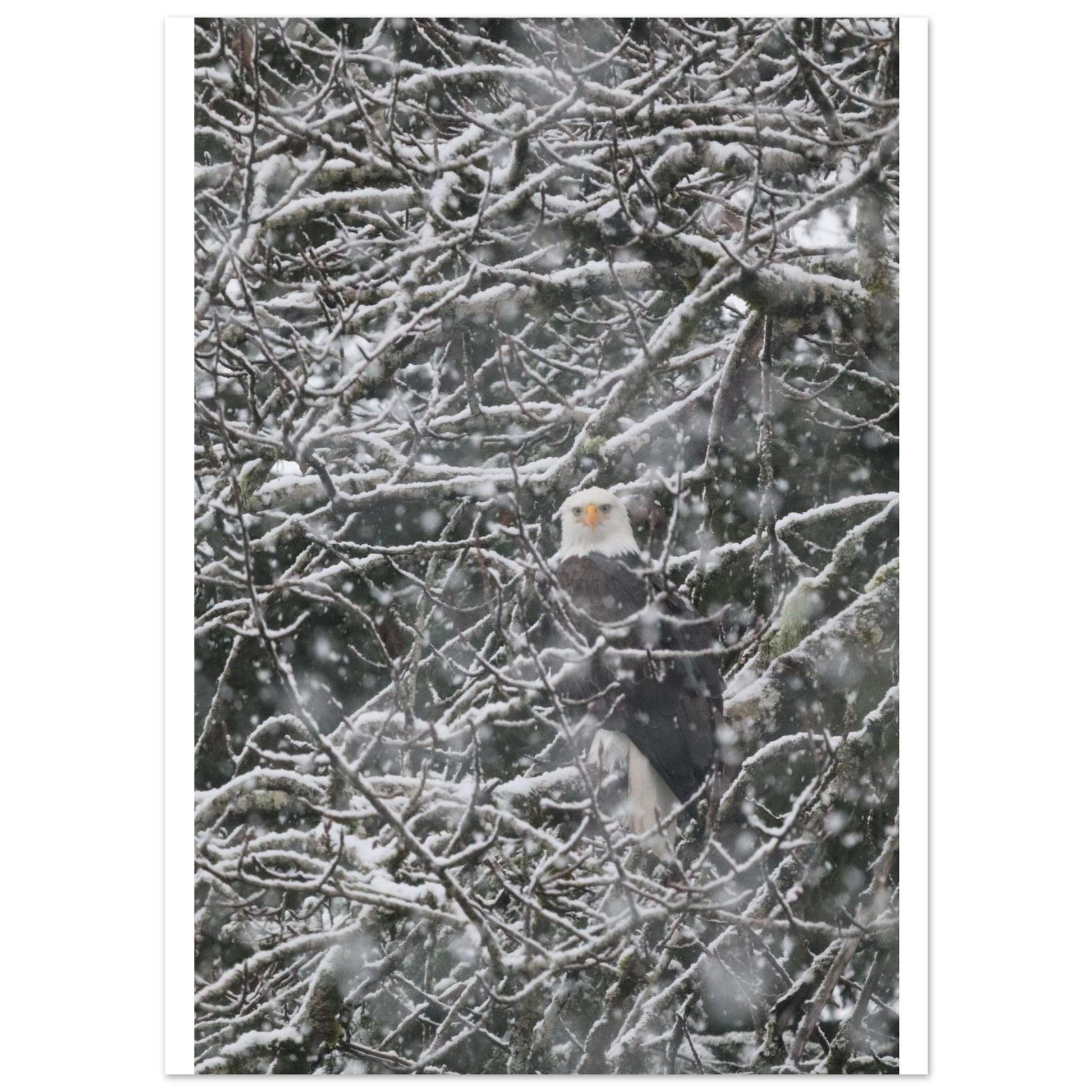 ef51ddd5-9f56-4caa-a0d8-6a104eb91953