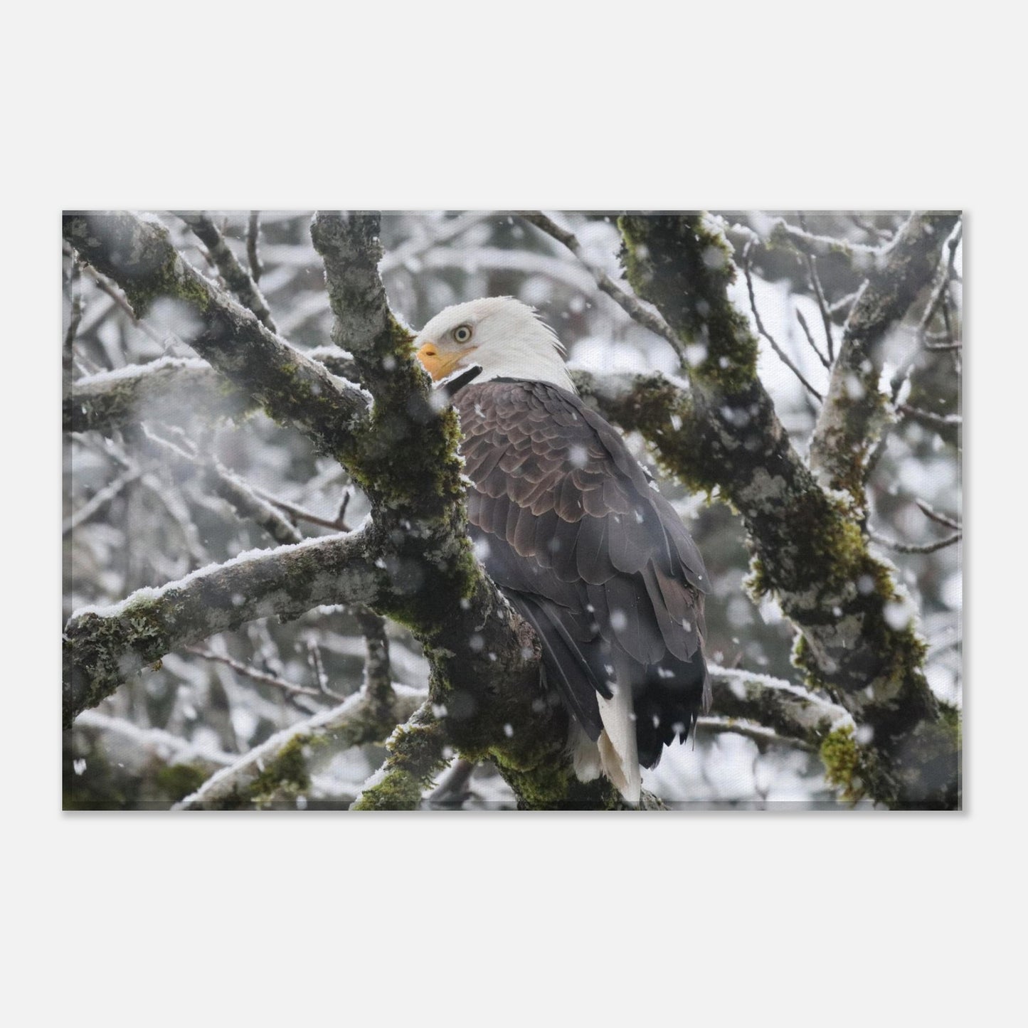 fc461004-d3e1-4afa-9a13-0e7a595f53be